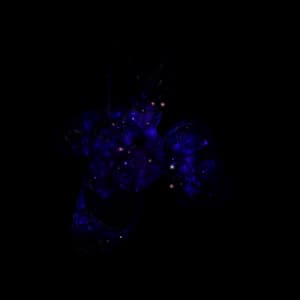 Galaxy Garou Star Platinum